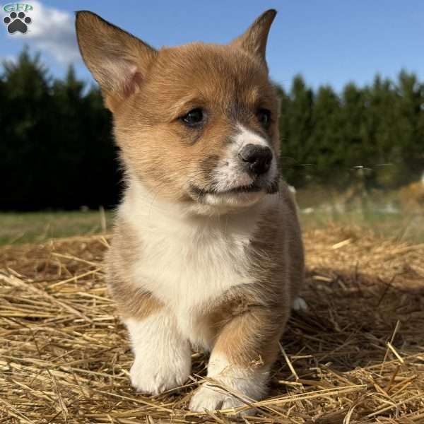 Holly, Pembroke Welsh Corgi Puppy